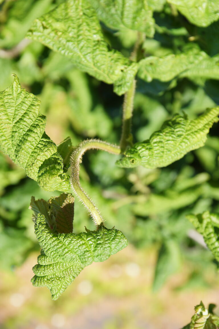 Corylus avellana 'Contorta'