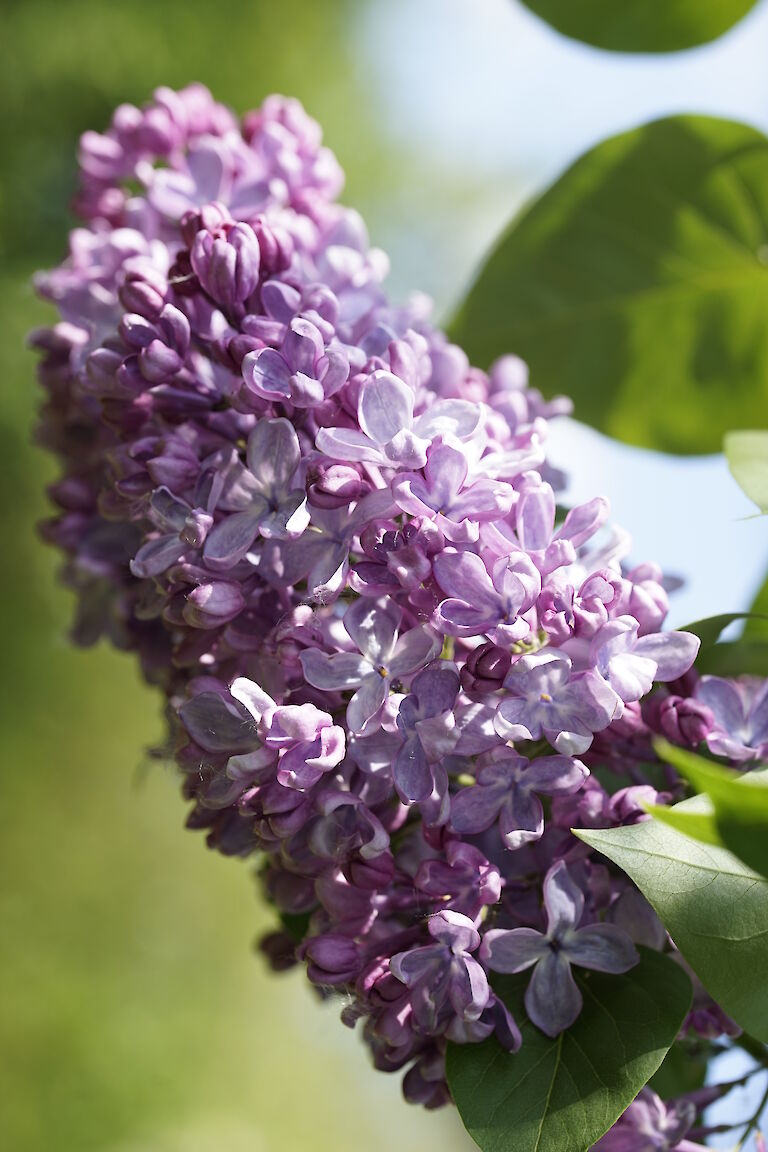 Syringa prestonia Dawn