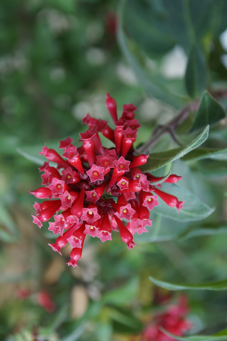 Cestrum elegans