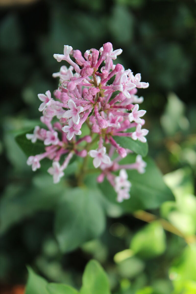 Syringa meyeri 'Palibin'