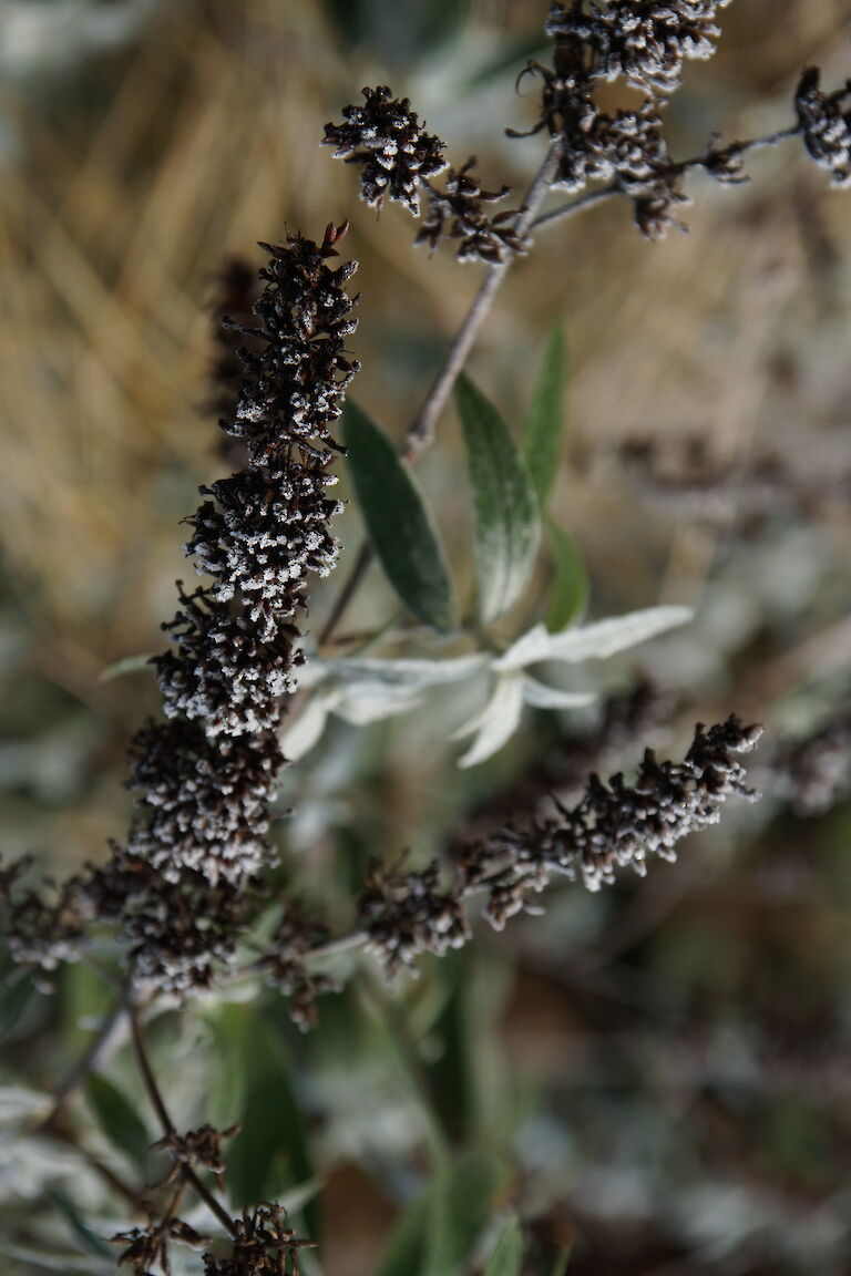 Buddleja davidii Winter