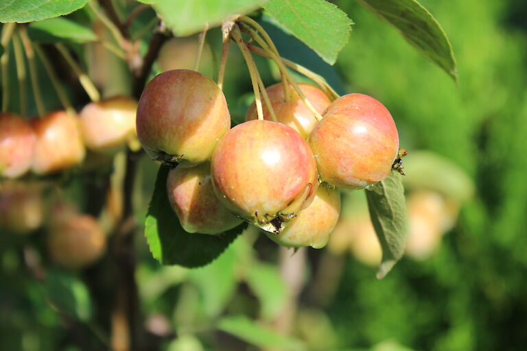 Malus 'Evereste'