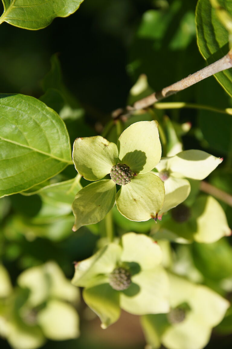 Cornus kousa var. chinensis 'China Girl'