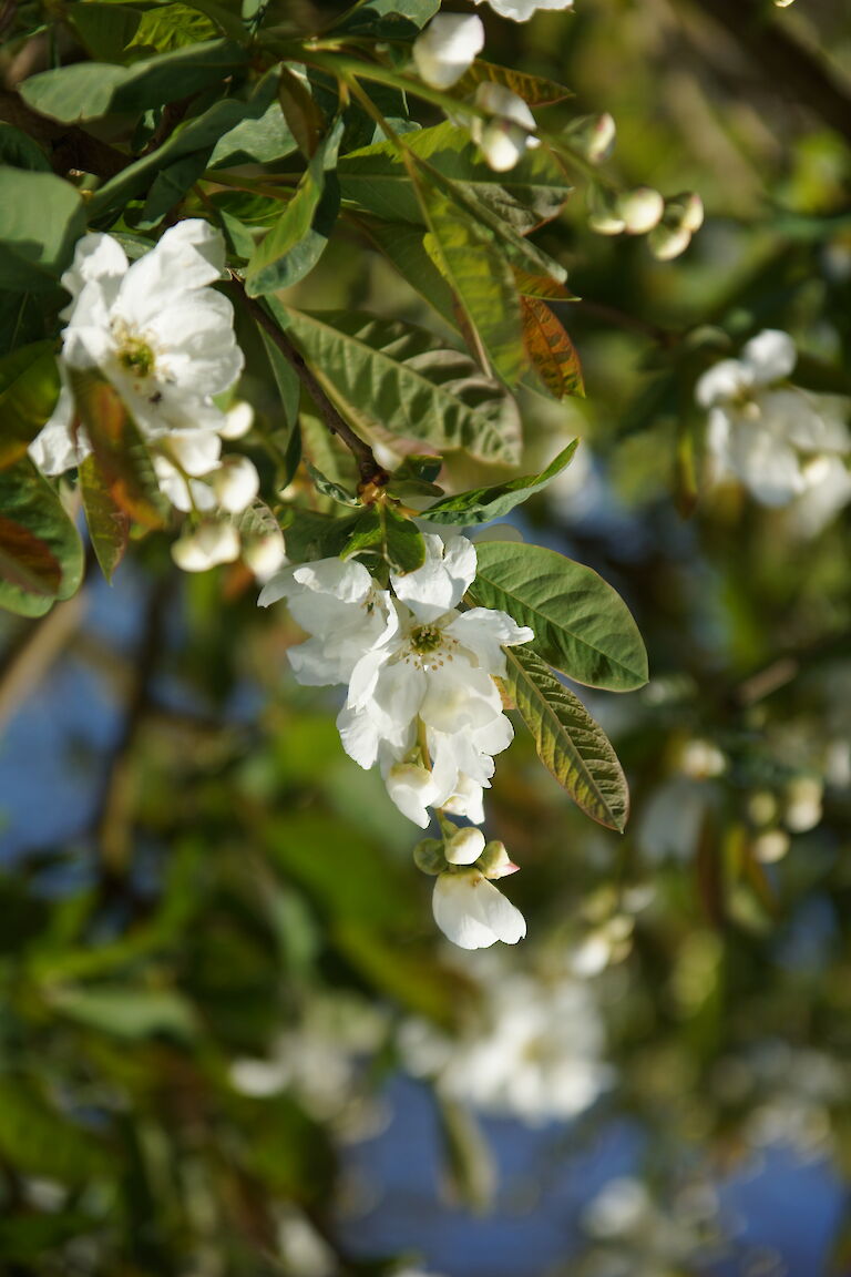 Exochorda serratifolia 'Snow White'