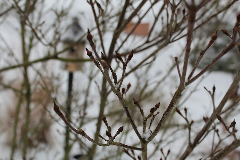 Cornus Winter