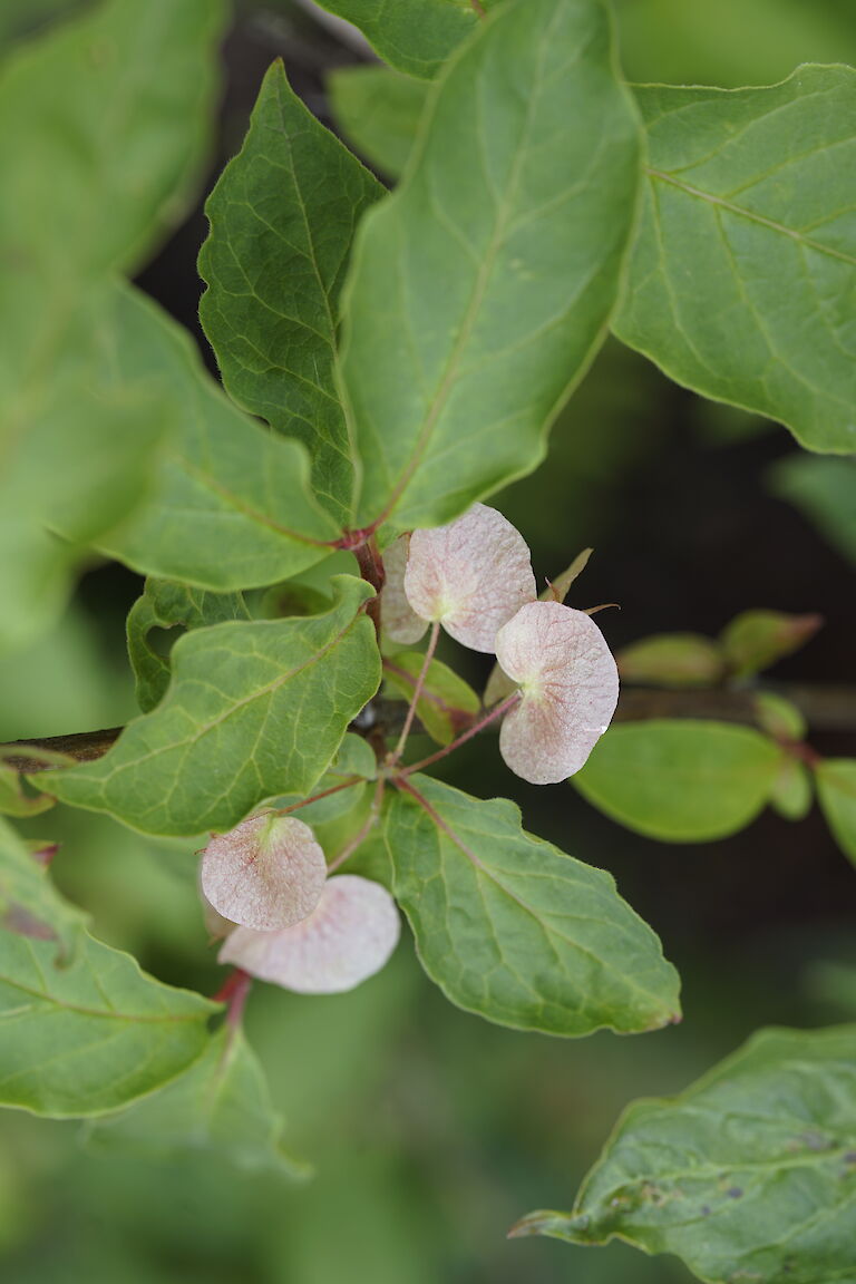 Dipelta yunnanensis