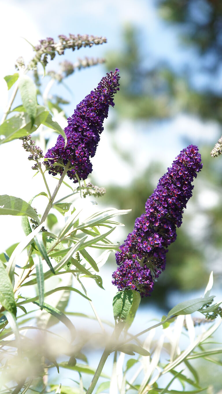 Buddleja davidii