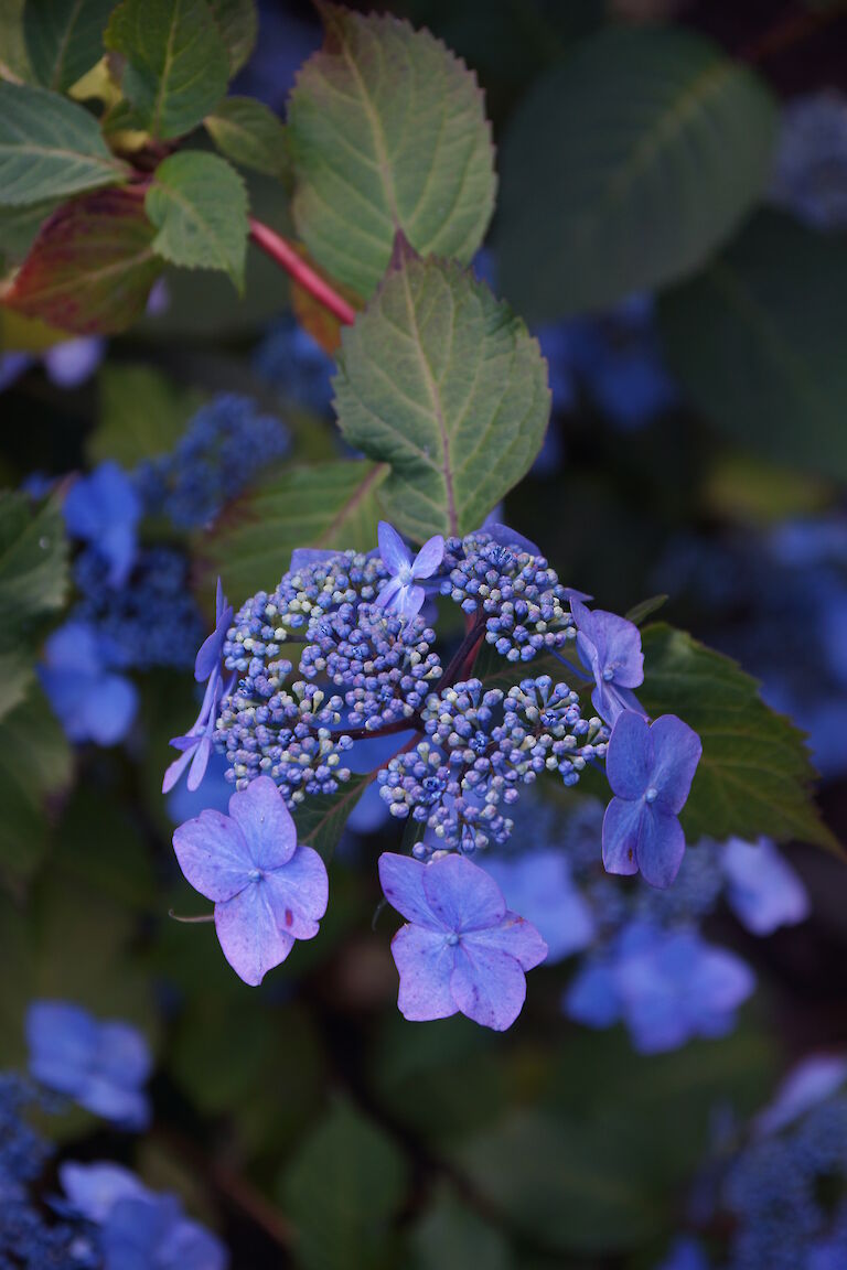 Hydrangea macrophylla