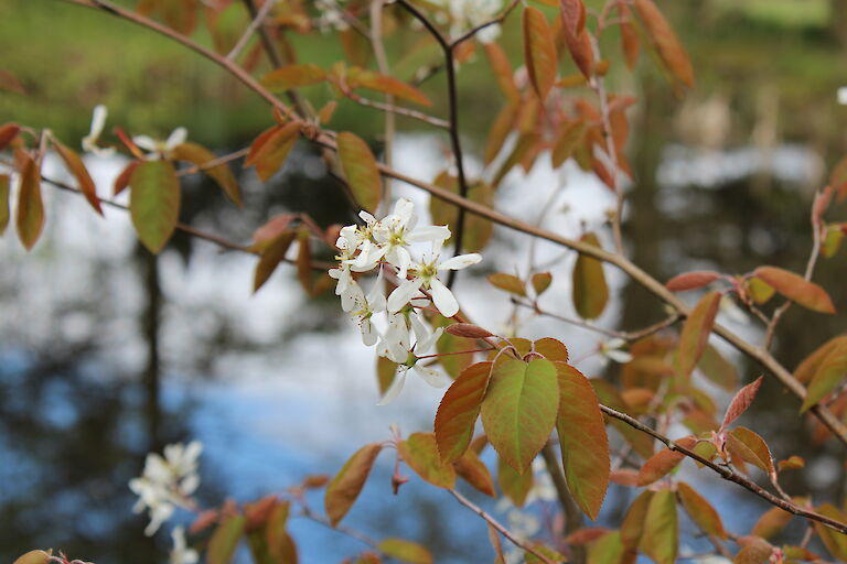 Amelanchier lamarckii