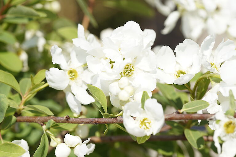 Exochorda macrantha 'The Bride'