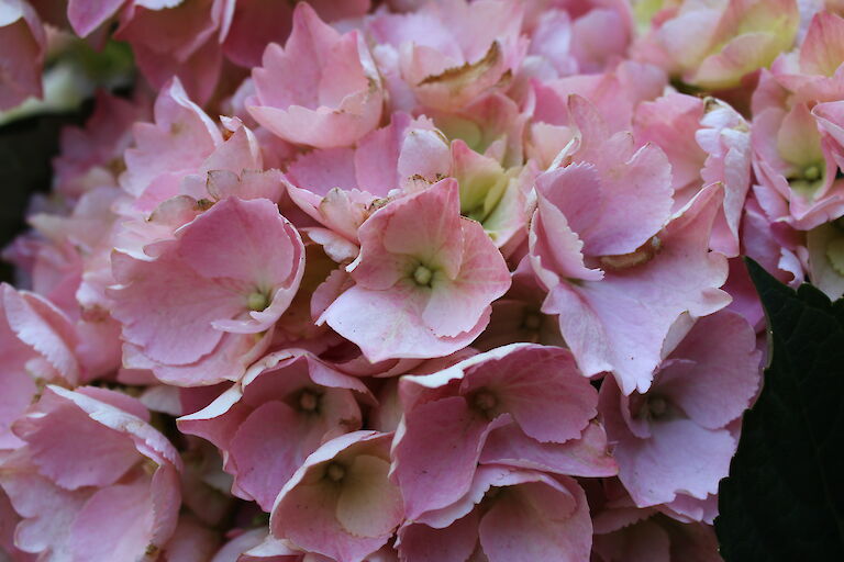 Hydrangea macrophylla rosa aus Trio