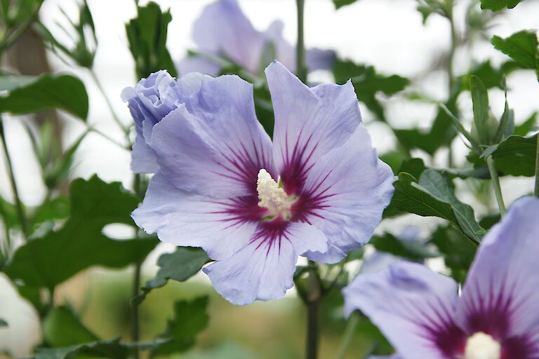 Hibiscus syriacus 'Blue Bird'