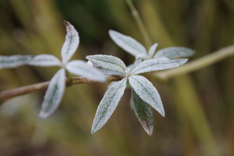 Buddleja davidii Winter