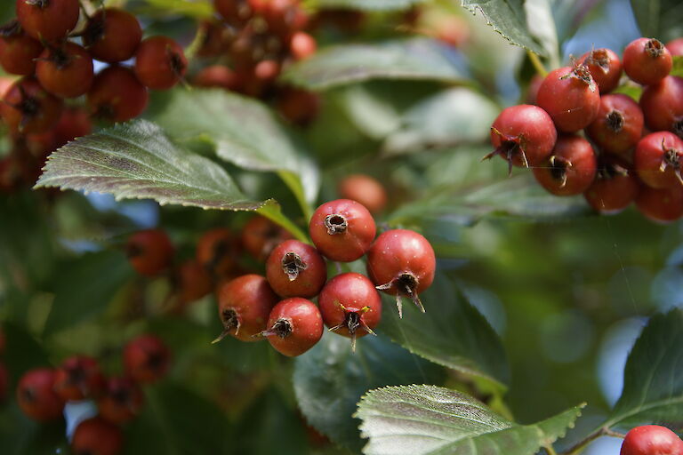 Sorbus aria