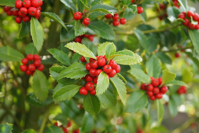 Ilex meserveae 'Heckenfee'