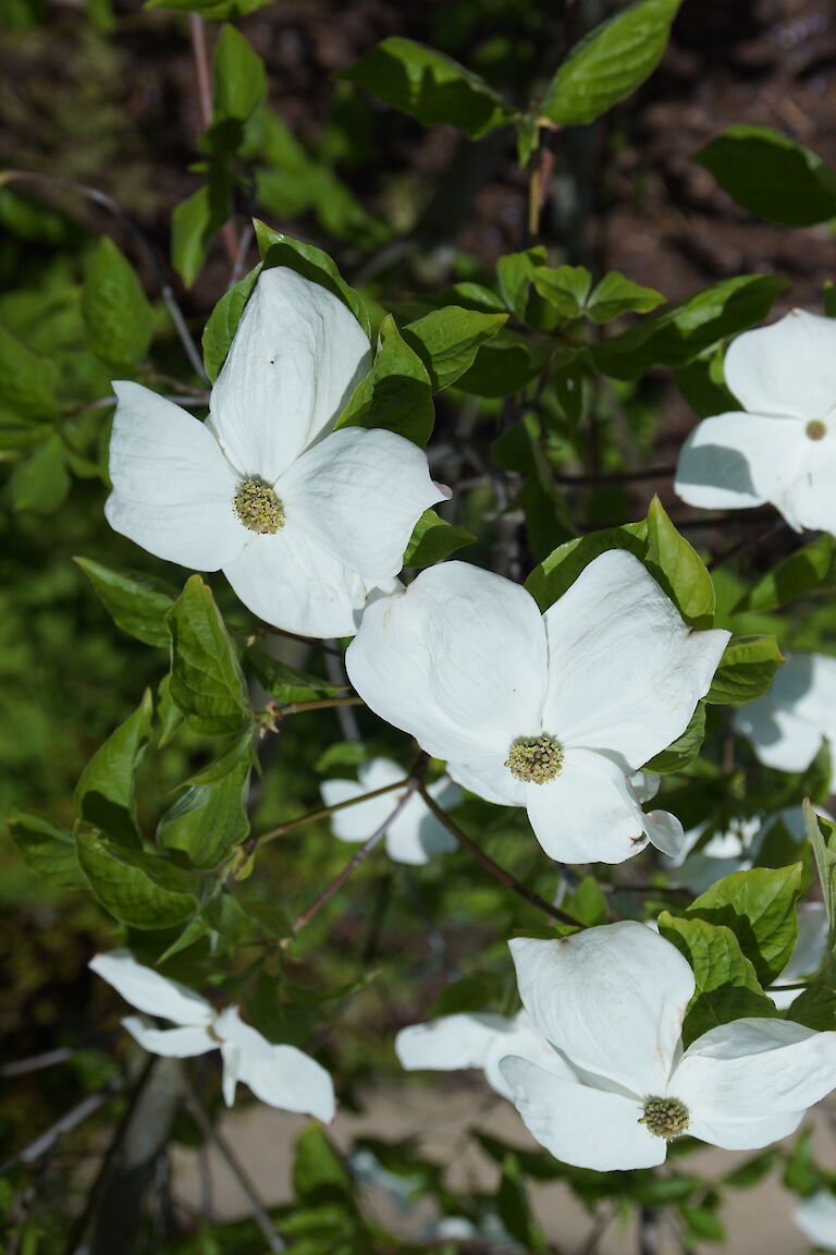 Cornus 'Eddie's White Wonder'