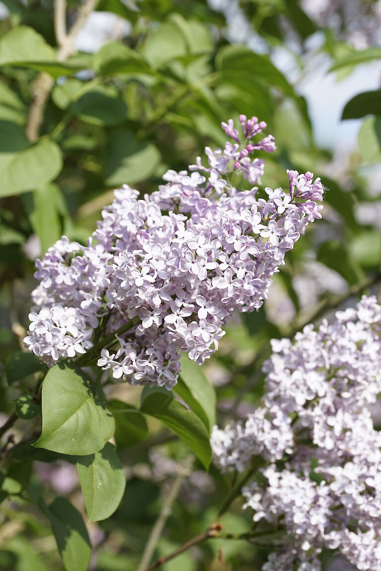 Syringa vulgaris Zukunft