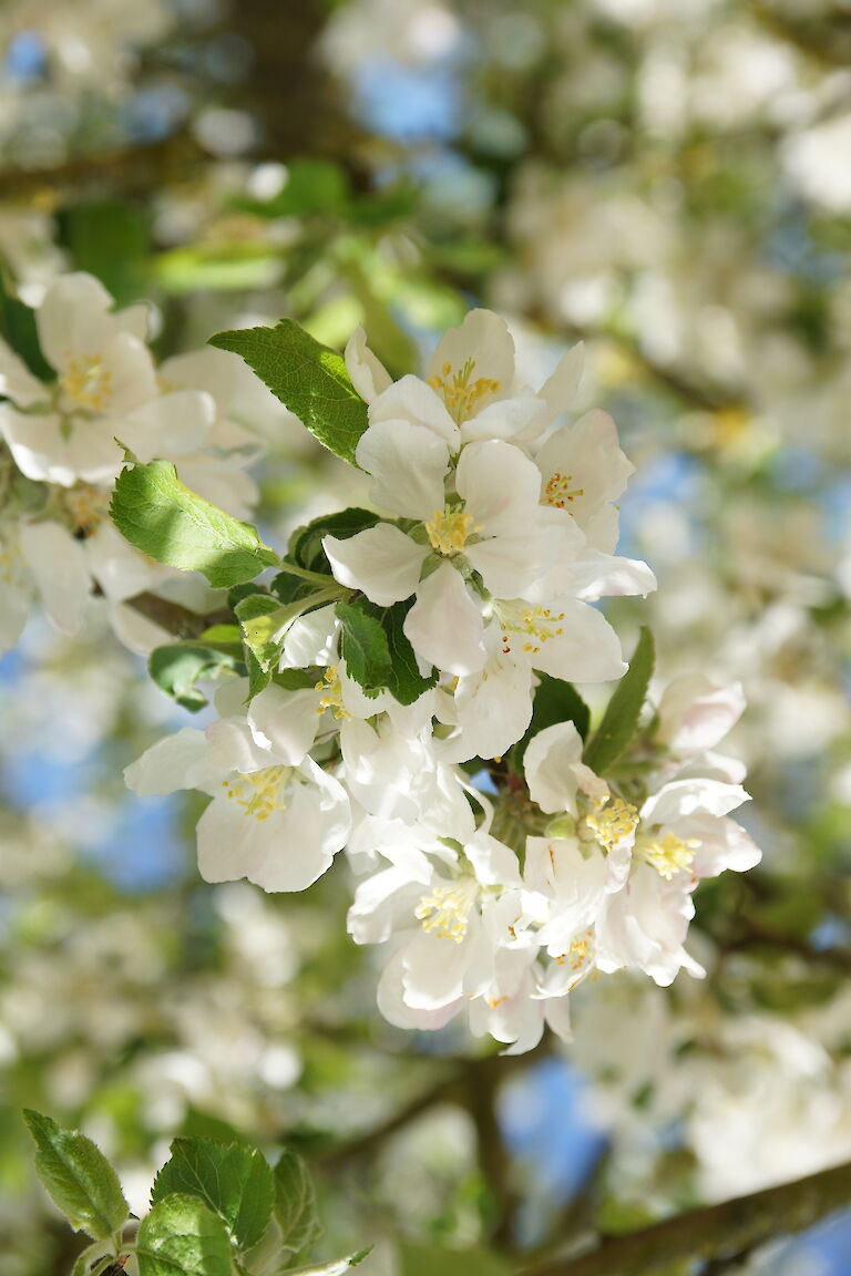 Malus 'Roter Eiserapfel'