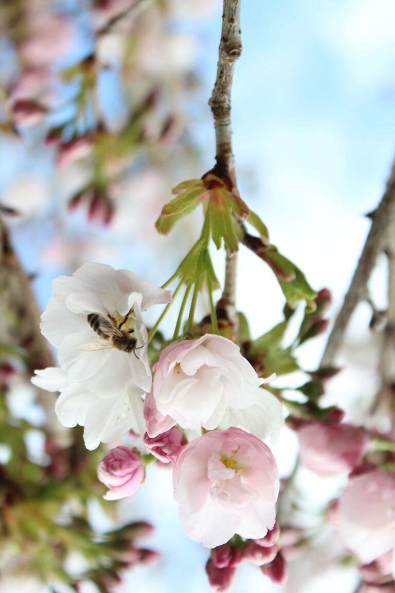 Prunus serrulata Insekt