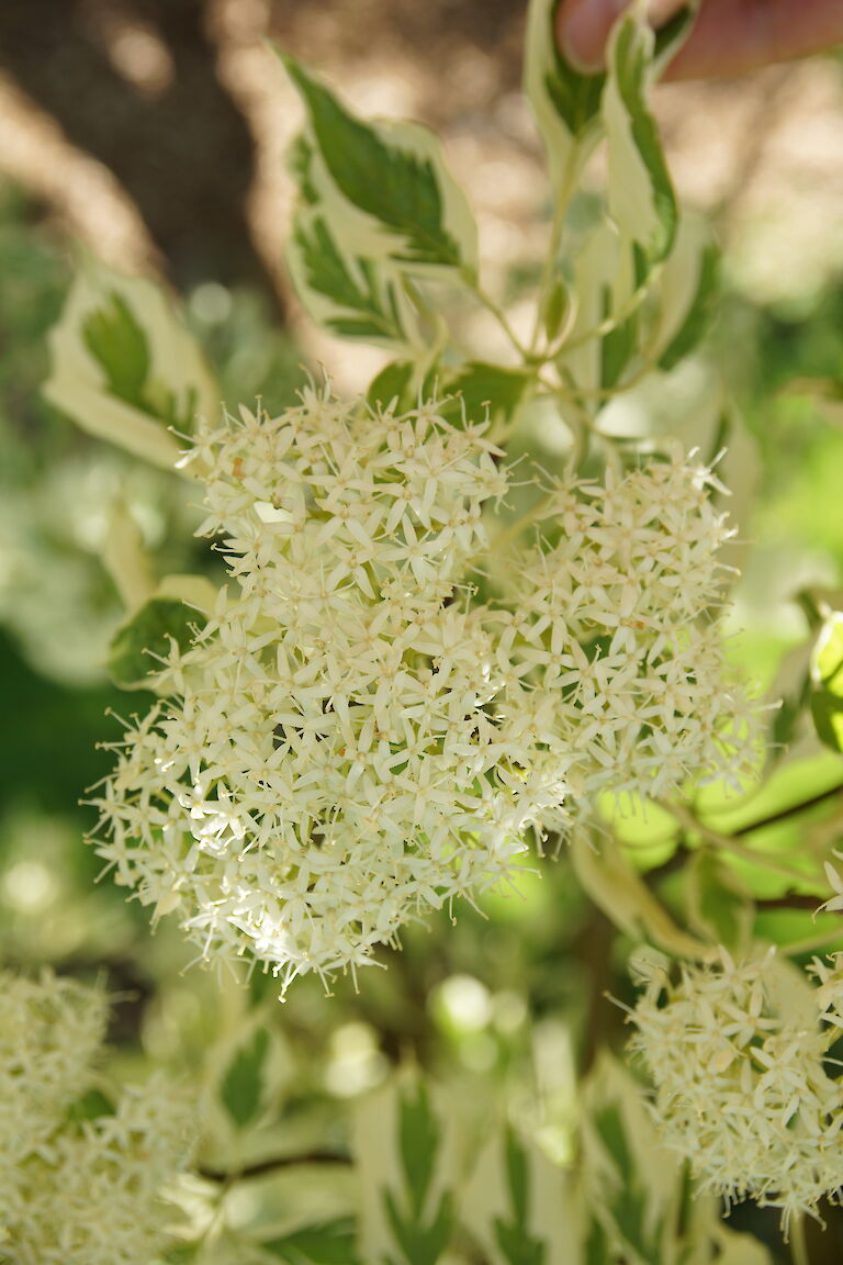 Cornus controversa 'Variegata'