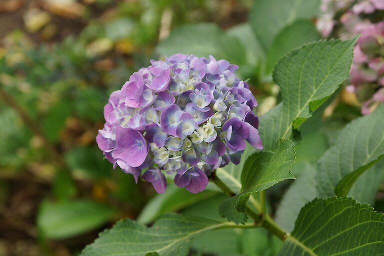 Hydrangea macrophylla 'Forever Blue'