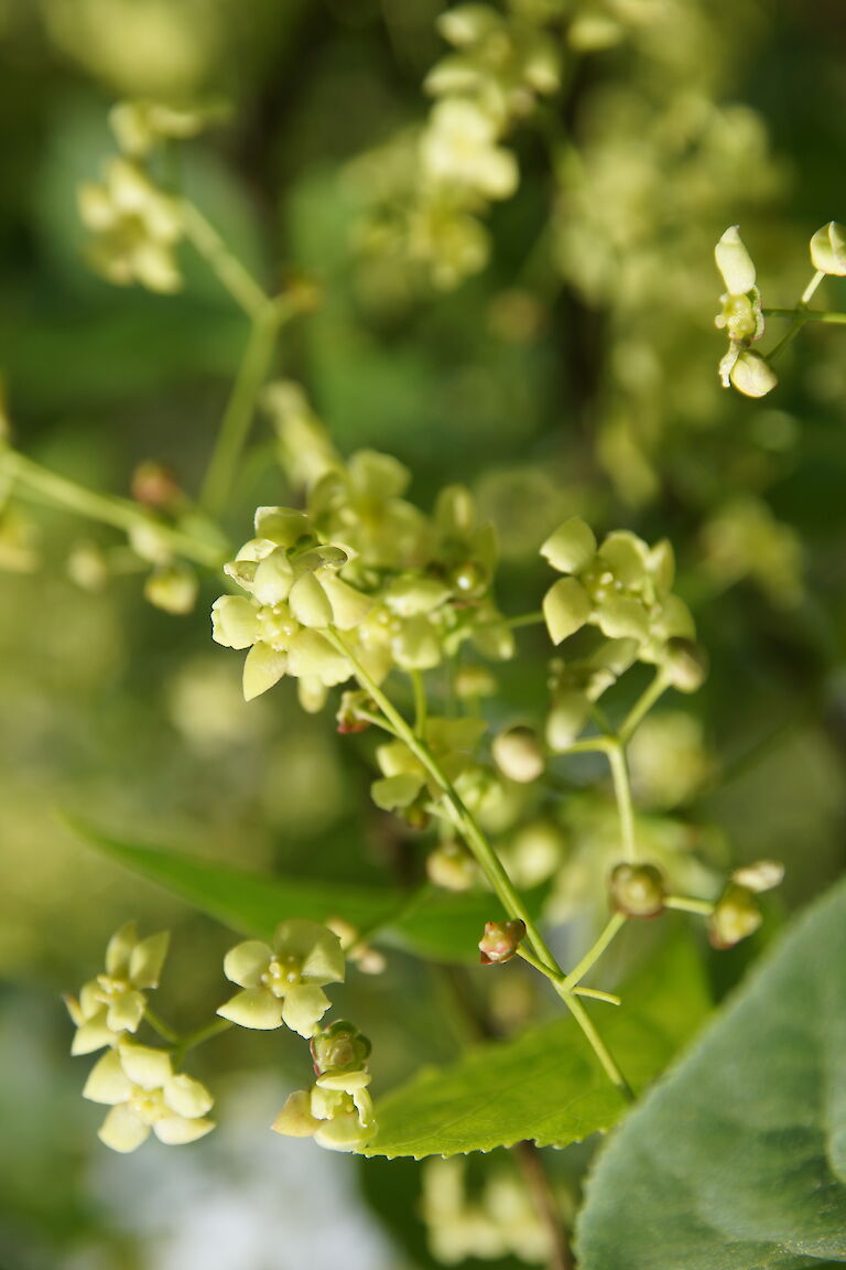 Euonymus planipes