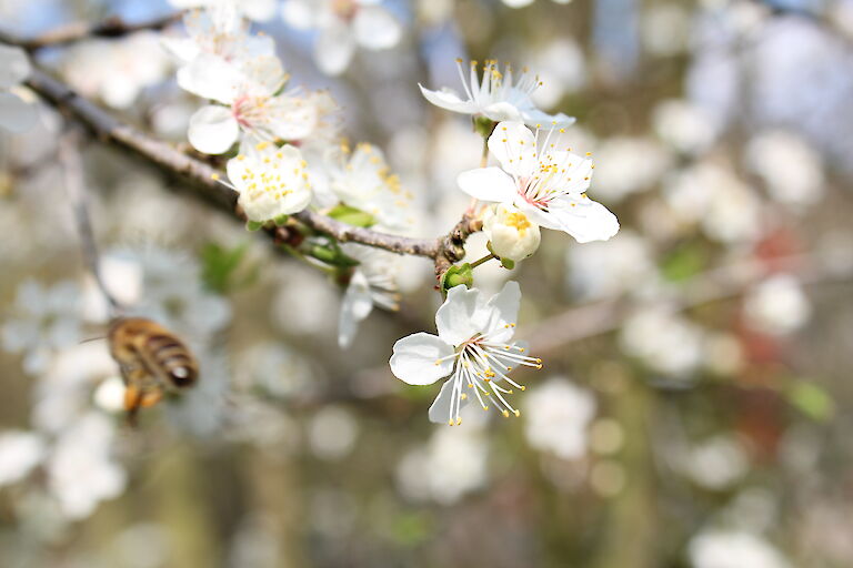 Prunus domestica ssp. syriaca Insekt