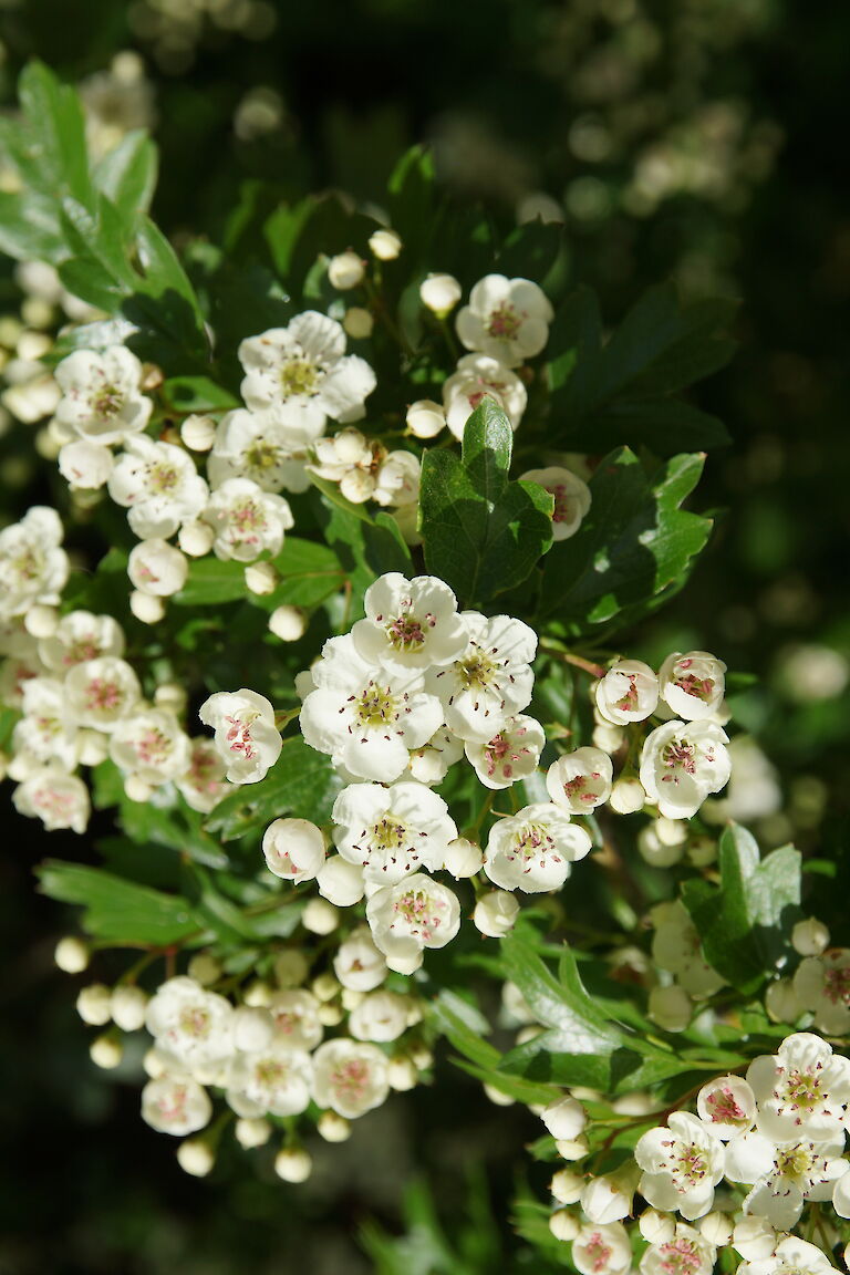 Crataegus prunifolia