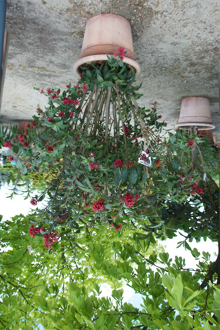 Cestrum elegans