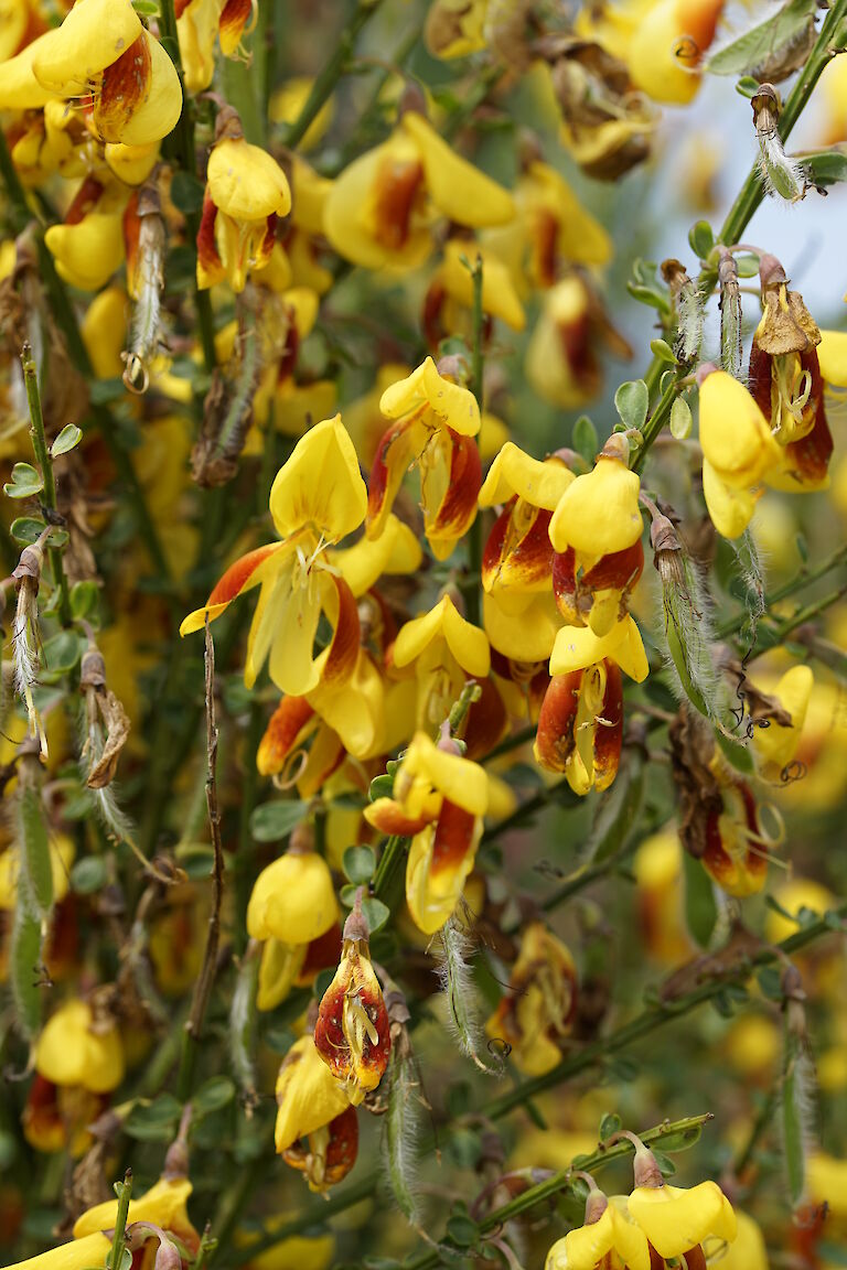 Cytisus