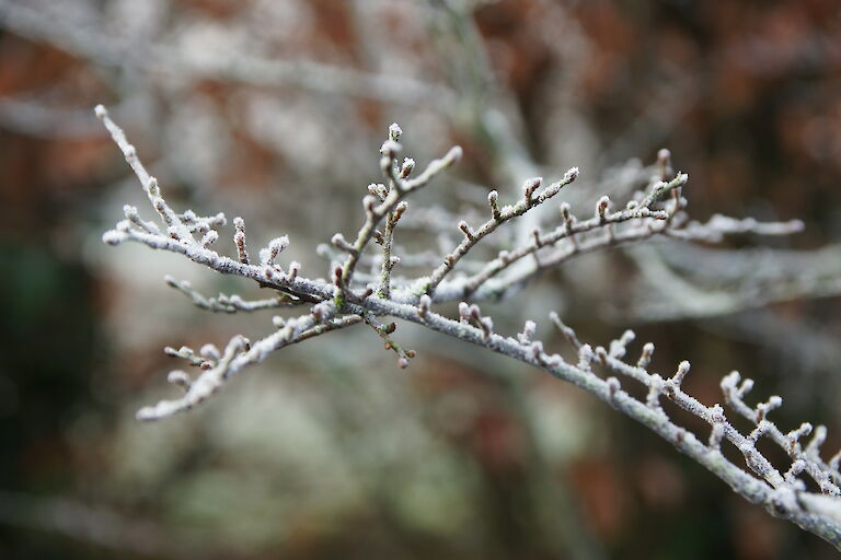 Nothofagus antarctica Winter