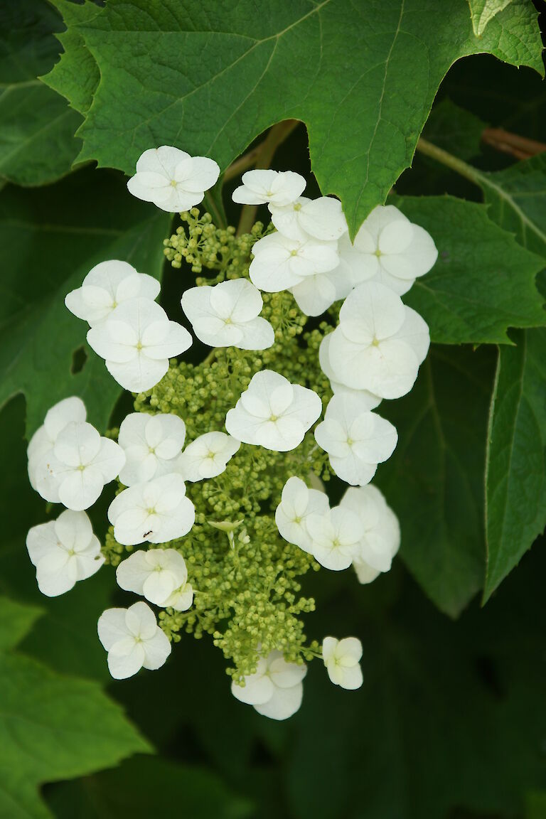 Hydrangea quercifolia