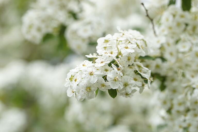 Spiraea