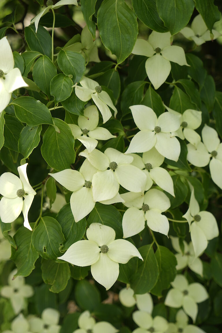 Cornus kousa var. chinensis China Girl