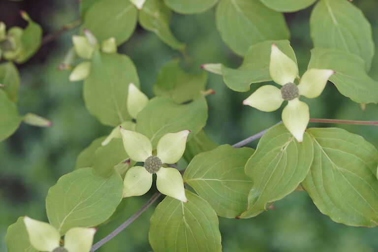 Cornus kousa Weiße Fontäne