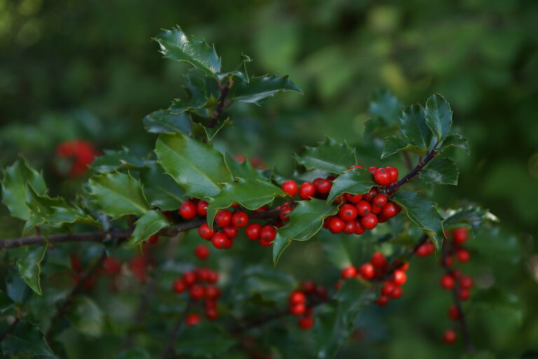 Ilex meserveae 'Blue Princess'