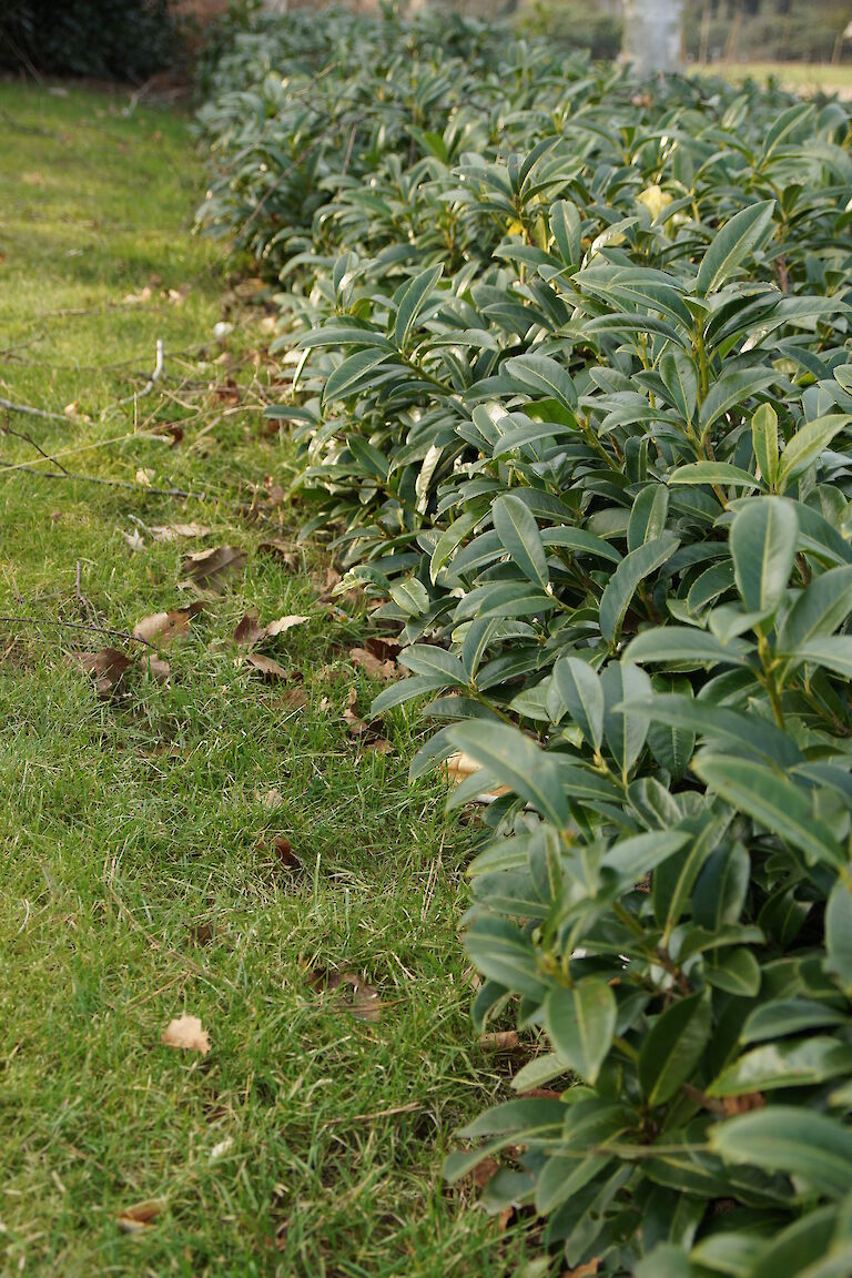 Prunus laurocerasus 'Mount Vernon'