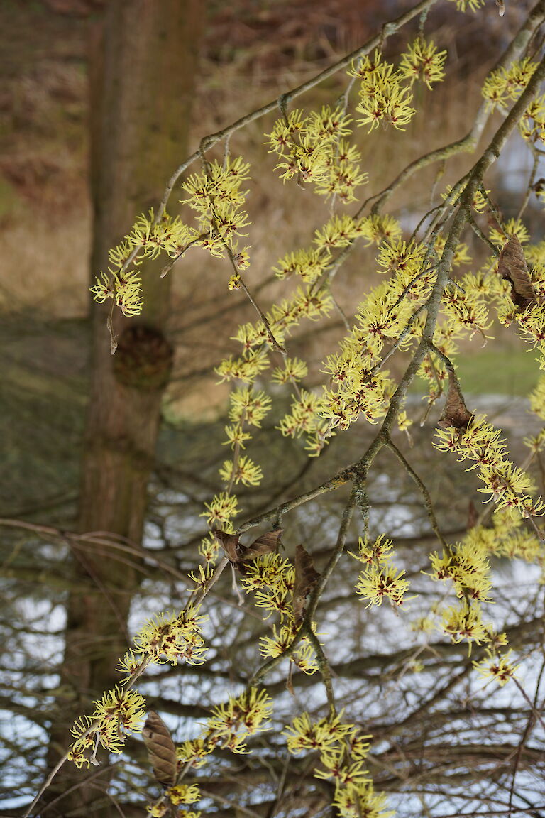 Hamamelis intermedia 'Sunburst'