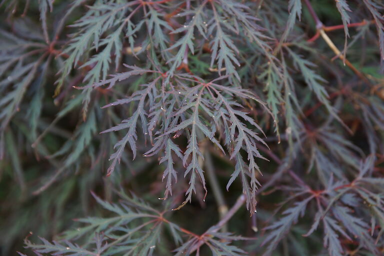 Acer palmatum 'Dissectum Garnet'