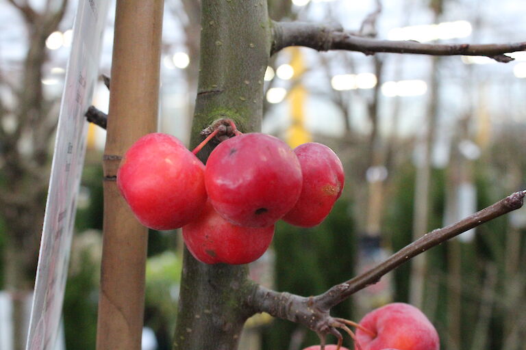 Malus Red Sentinel