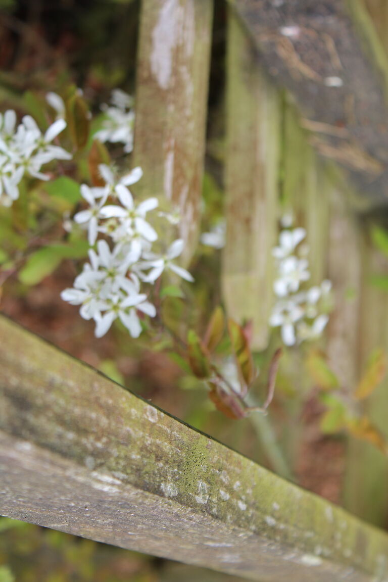 Amelanchier lamarckii