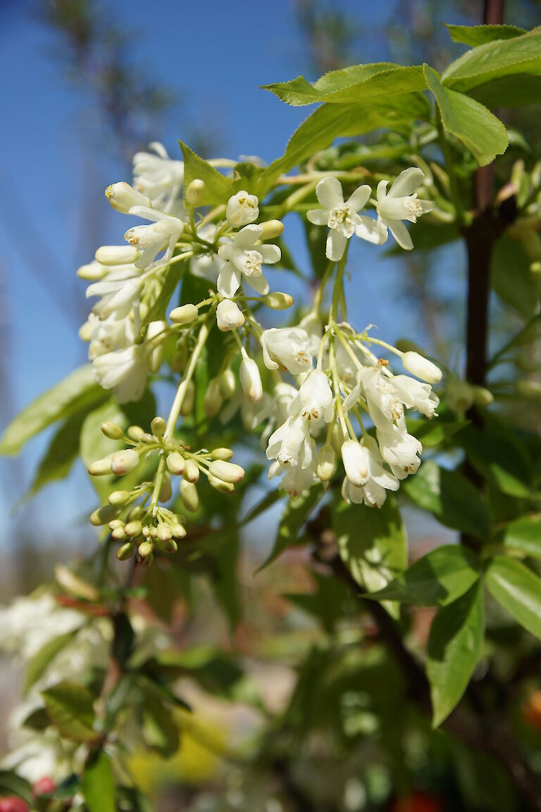 Exochorda