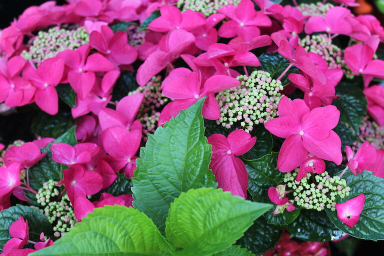 Hydrangea macrophylla