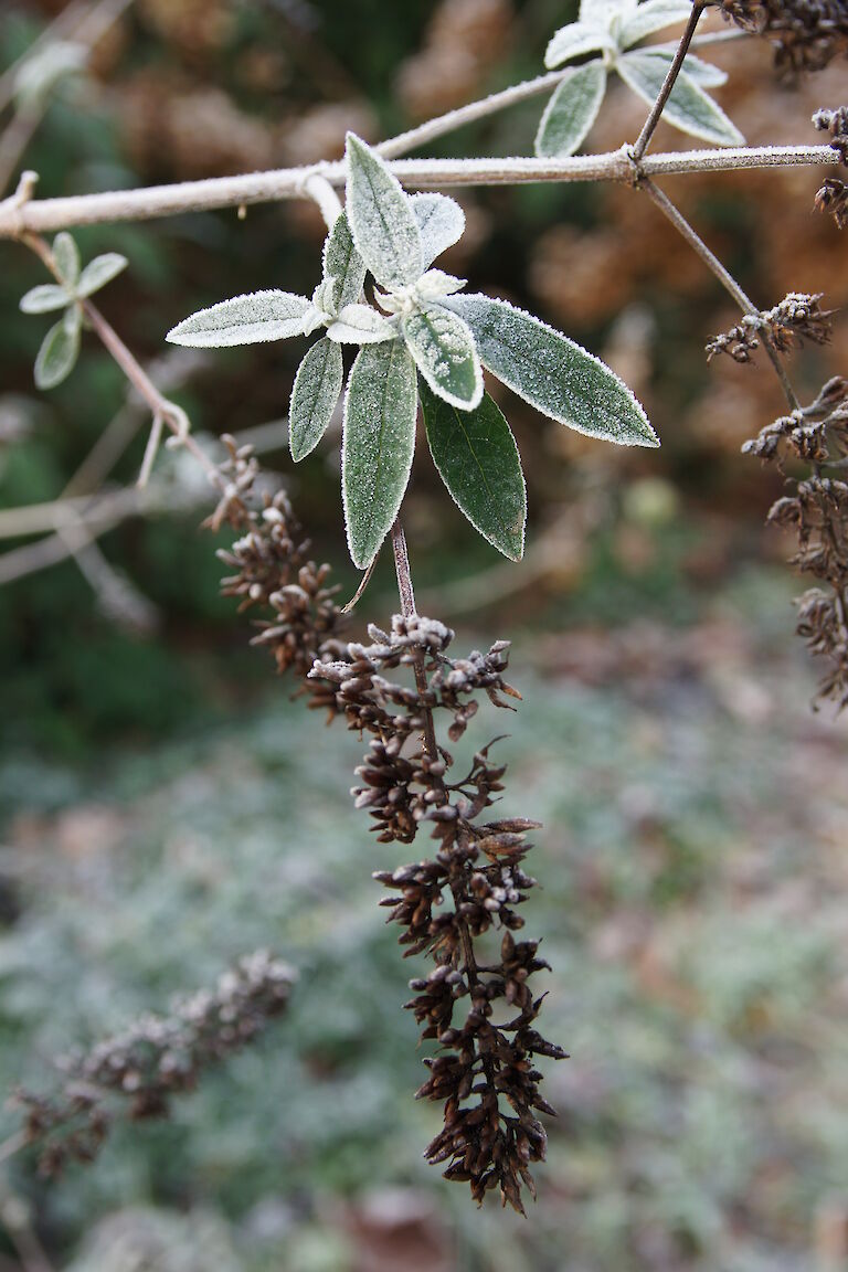 Buddleja davidii Winter