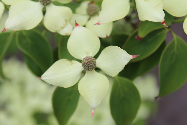 Cornus kousa