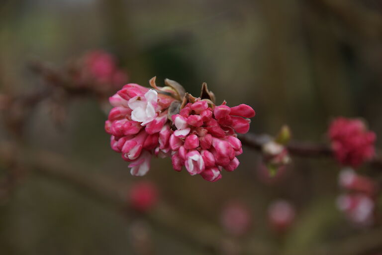 Viburnum bodnantense 'Dawn'