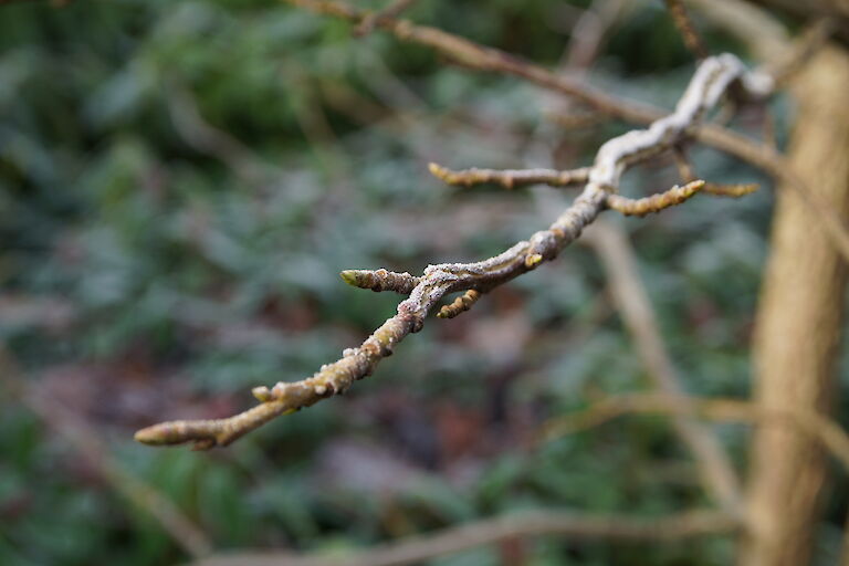 Liquidambar styraciflua Winter