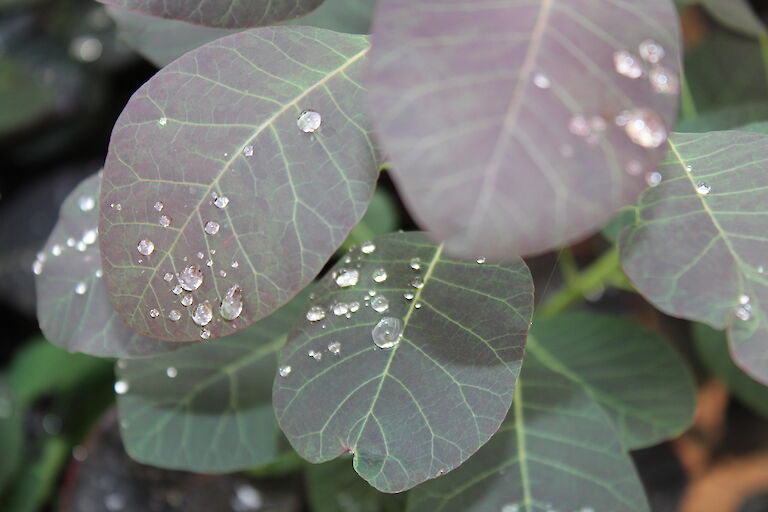 Cotinus coggygria 'Royal Purple'