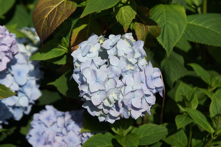 Hydrangea macrophylla