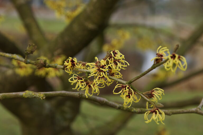 Hamamelis intermedia 'Primavera'